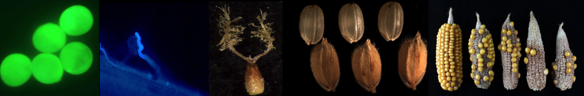 A row of scientific images showing different seeds and microscope images